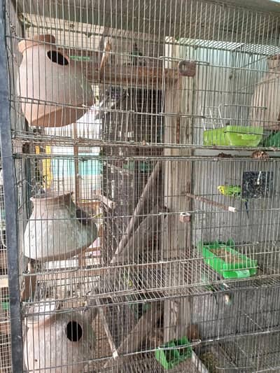 For sale Budgies or love birds cocktails dove hole setup