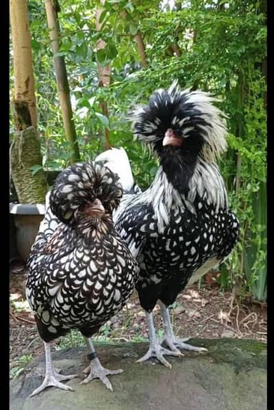 urgent sale silver laced polish hen ready to breed