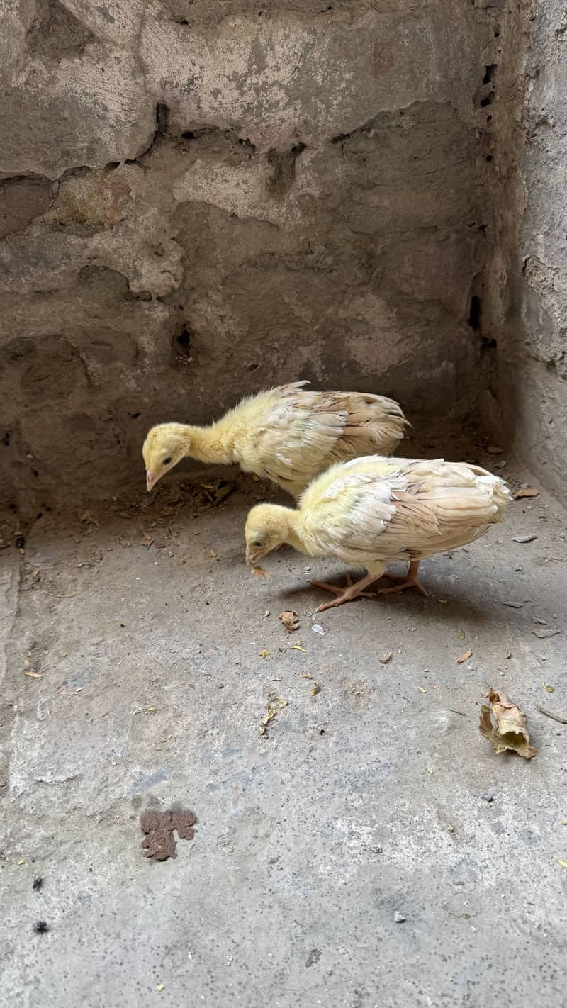 Peacock pair 2