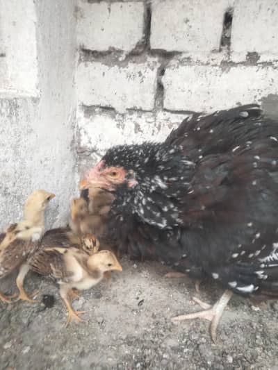 Aseel Madi with chicks, Aseel Males, Aseel Madi and Parrots