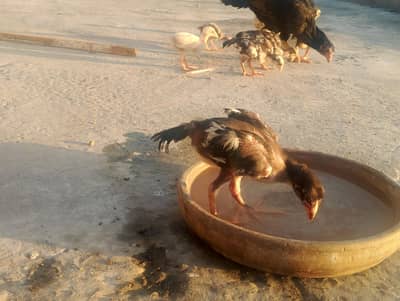 Lasani chicks  for sale high Quality birds