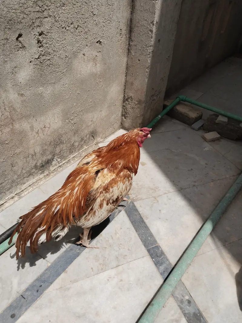 Peela aseel — photo 2