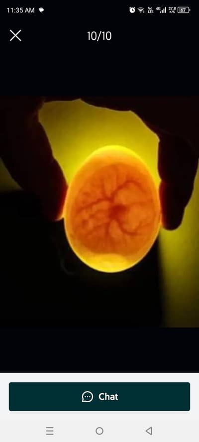Australorp+RIR+silky Fertile Eggs {03224535024}