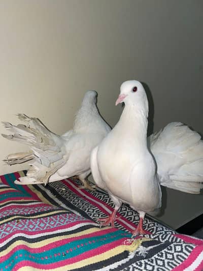 white Indian fantail female pigeon for sale.