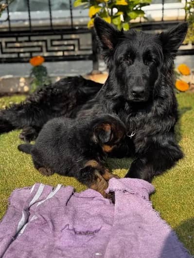 German shepherd triple coat pups