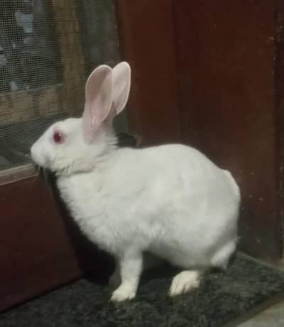 Female rabbit