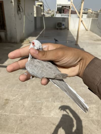 Red & blue pied dove