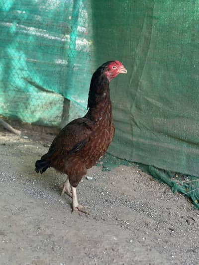 Aseel Madi Peeli Murghi Choras Nali | One Eye | Breeding Queen
