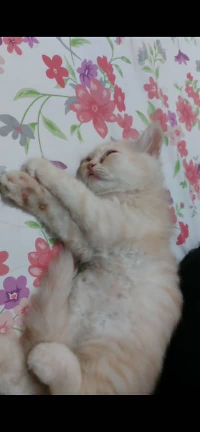 Persian kitten (litter Trained & vaccinated well groomed)