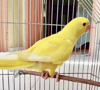 Yellow Ringneck Chick