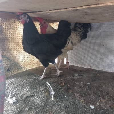 black Australorp chickens