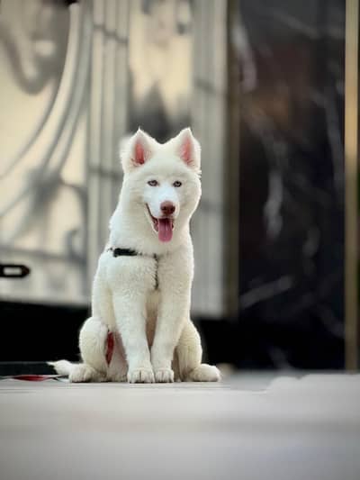 4 months old blue eyes wooly coat husky puppy available for new home