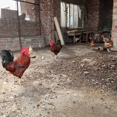 Healthy Desi Chickens for Sale – 3 Cocks & 8 Hens