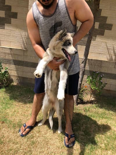 husky