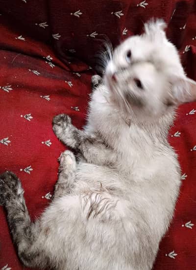 Himalayan Kitten – Bright Blue Eyes