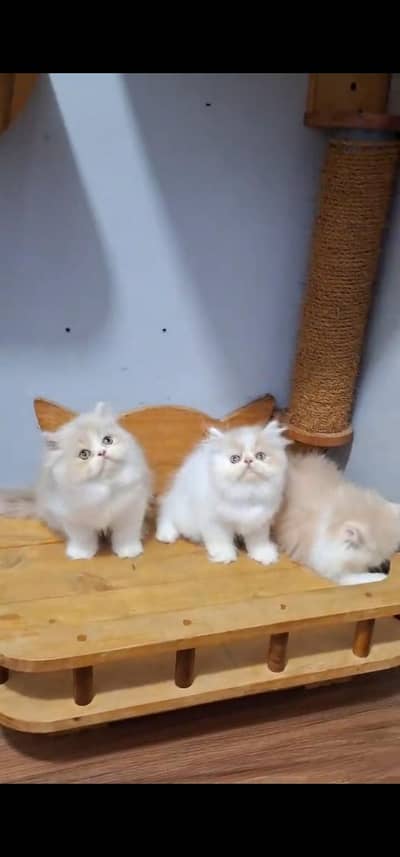 Quality Persian Punch face cat & kitten is03477878702Whatsapp