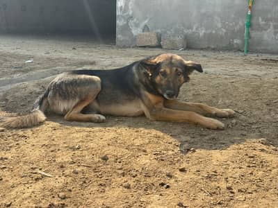 full Security Dog Avaliable For Sale
