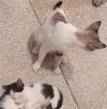 Adult Bicolor Female Cat - White & Grey - Healthy Mother Cat for Sale