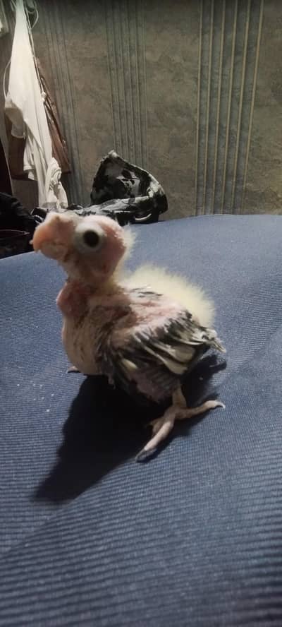 cocktail chick Ava blk eyes final price 03114116011 what app