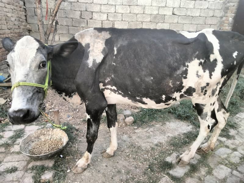 (03409392913 wp)گائے فار سیل ہے ڈیٹیل کے لیے واٹس ایپ پہ ائیں 2 1