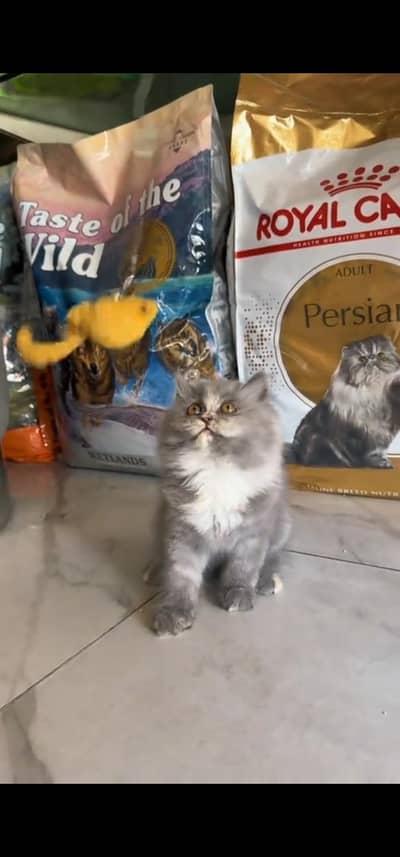 Quality Persian Punch face cat & kitten is03477878702Whatsapp