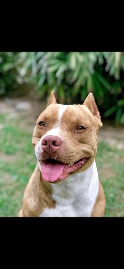 American Pitbull Available for stud.