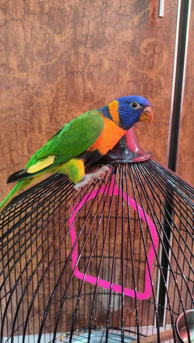 Rainbow Lorikeet