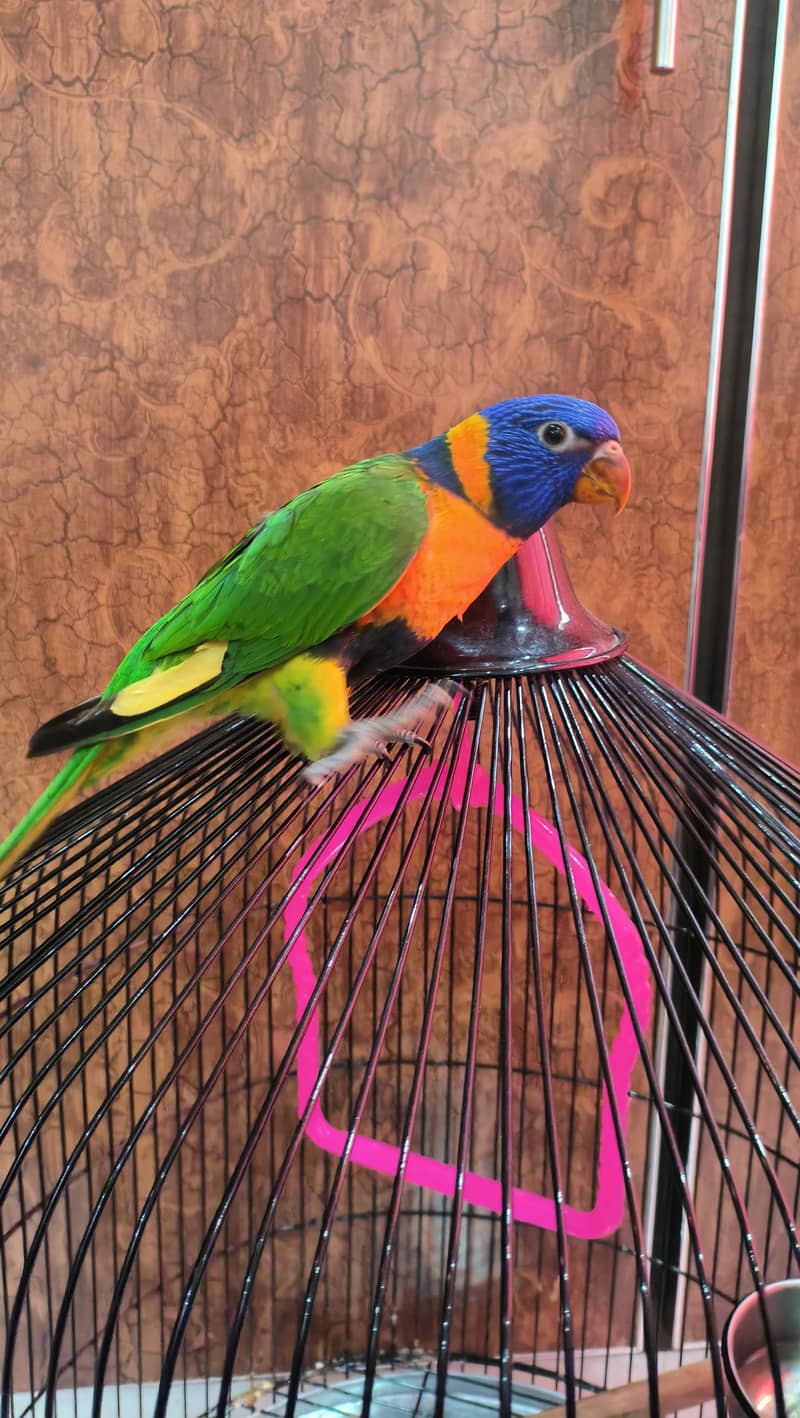 Rainbow Lorikeet 0