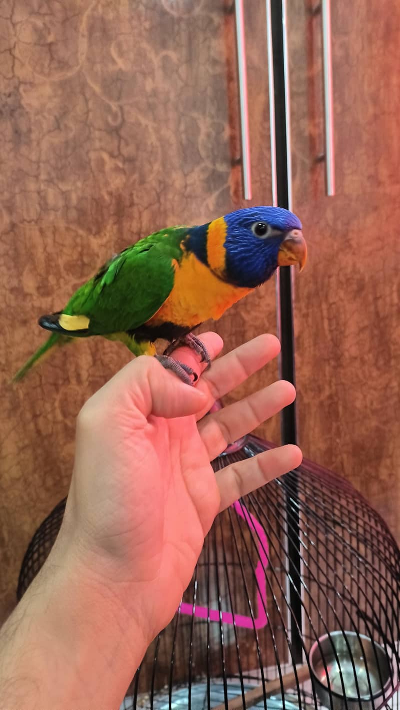 Rainbow Lorikeet 1