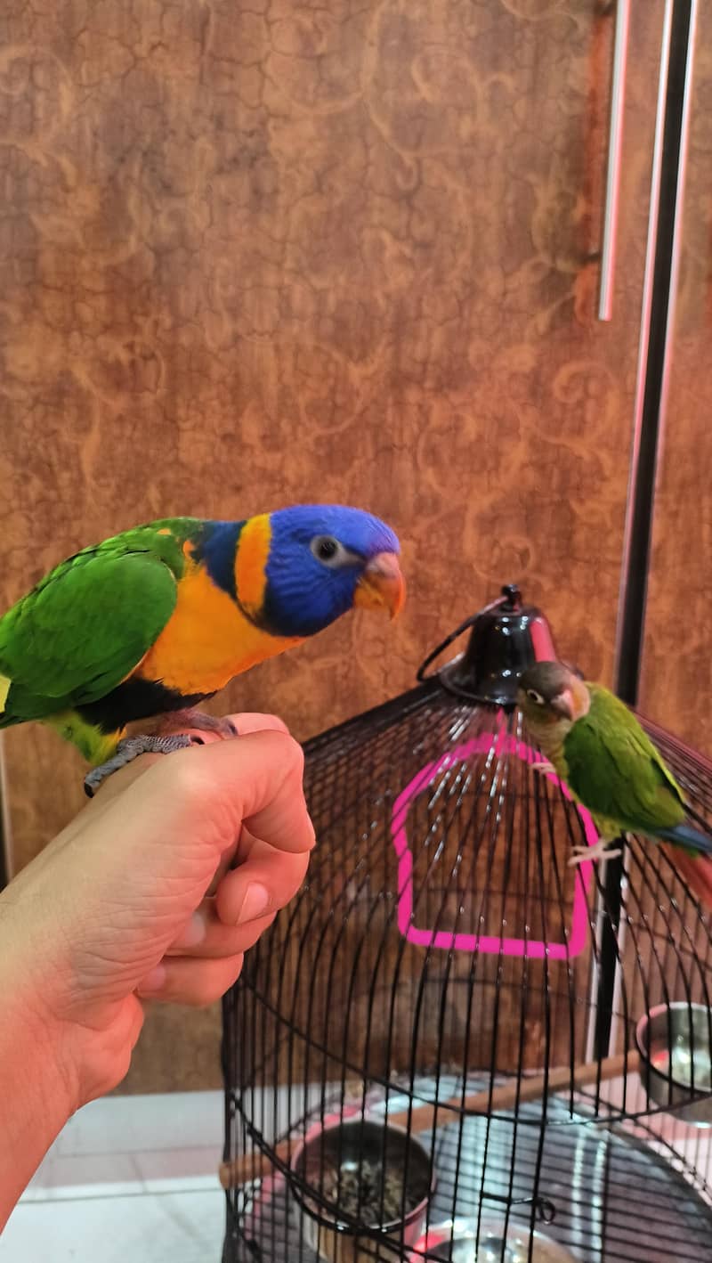 Rainbow Lorikeet 2