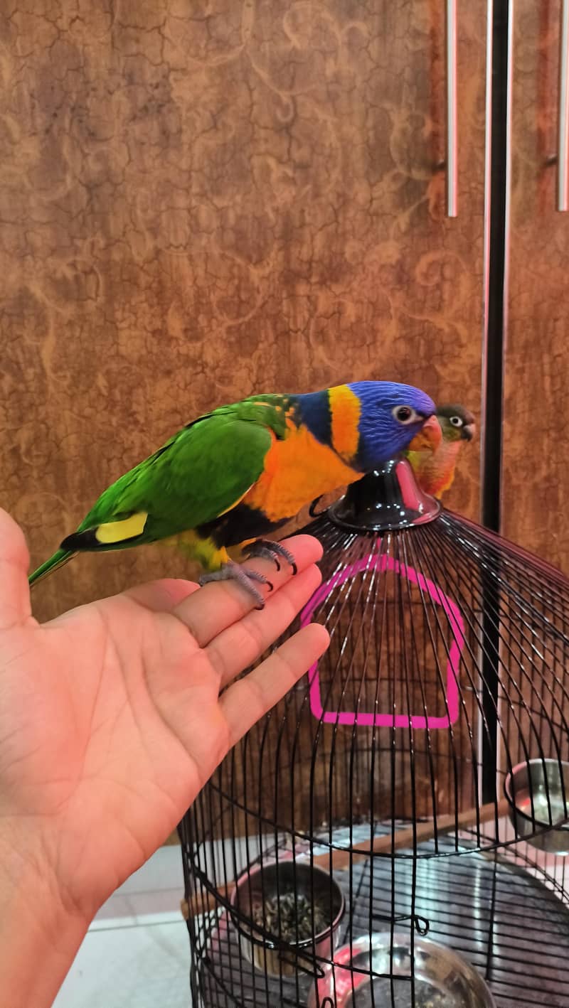 Rainbow Lorikeet 3