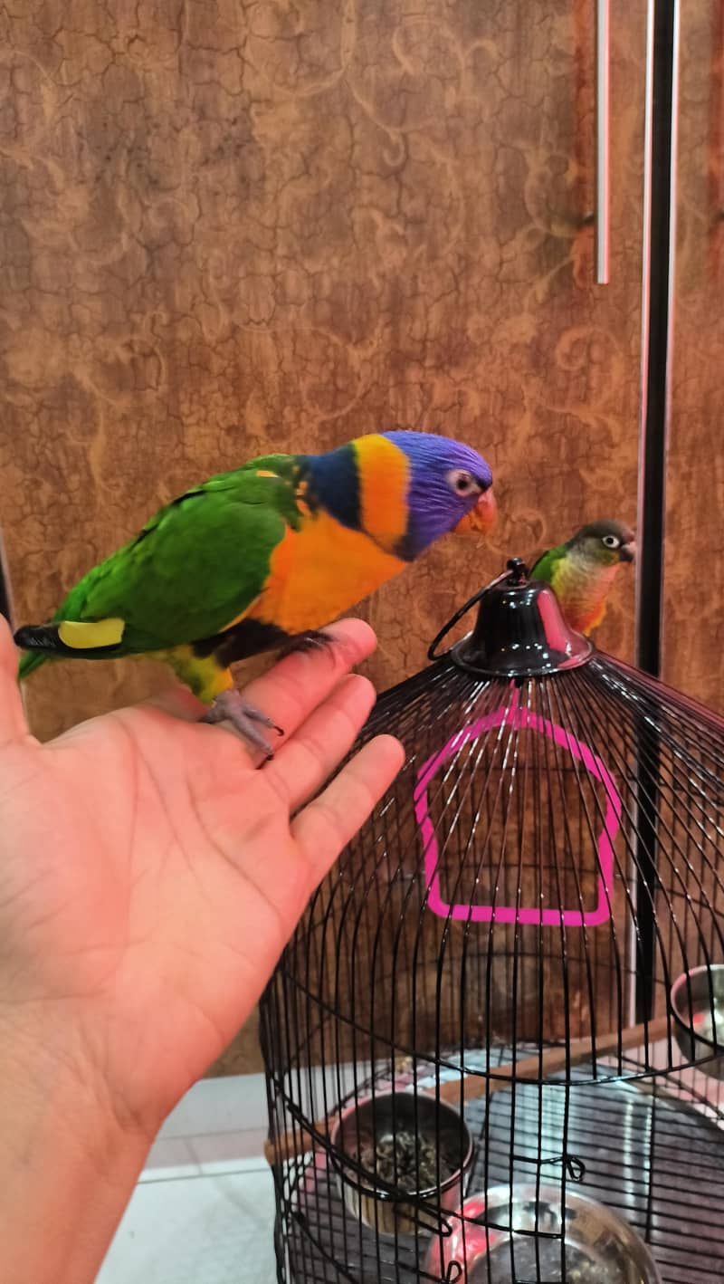 Rainbow Lorikeet 4
