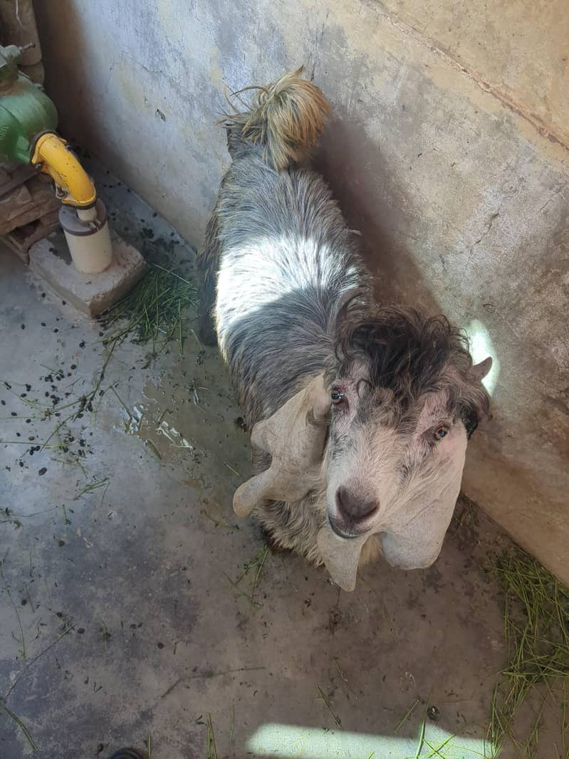 بکرا سیل 2