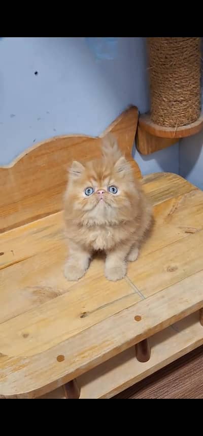 Quality Persian Punch face cat & kitten is03477878702Whatsapp