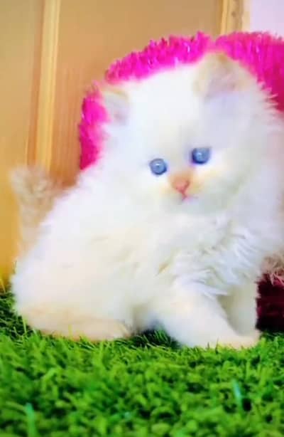 Persian cat triple kot,for sale,my WhatsApp 03481292582