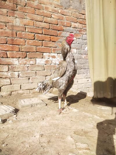 salata male japni