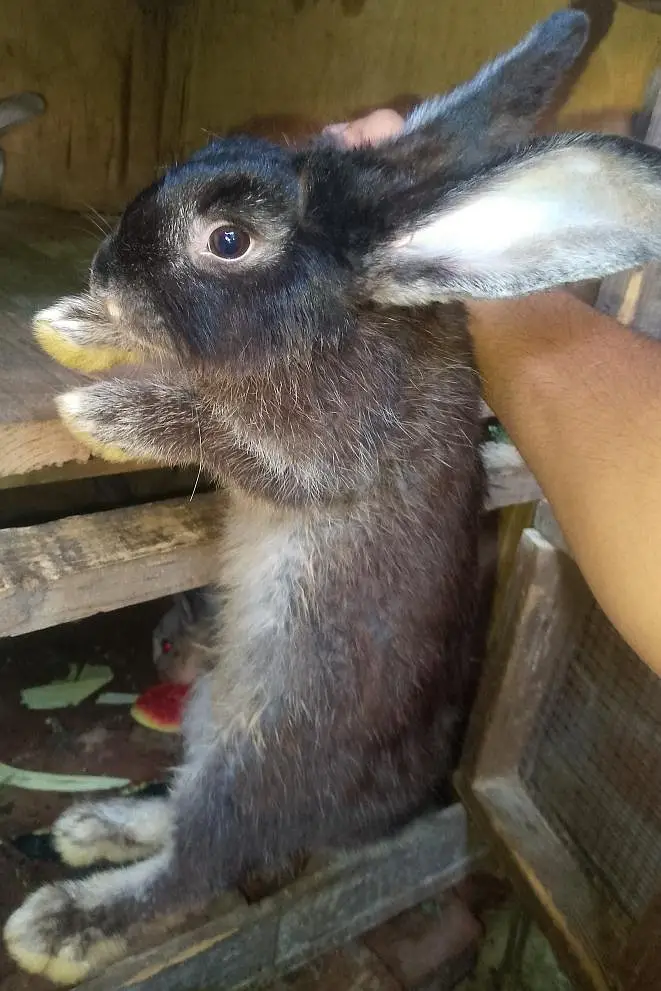 Flemish Gaint Rabbit Bunnies Only Female Available 4 Month — photo 2