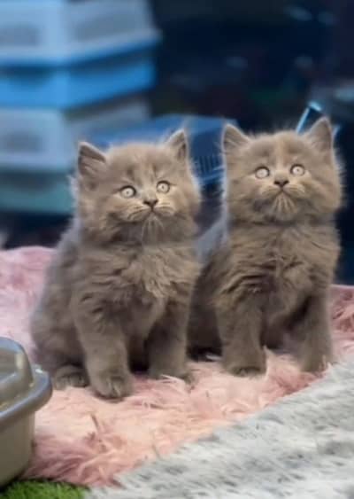 Persian cat triple kot,for sale,my WhatsApp 03481292582