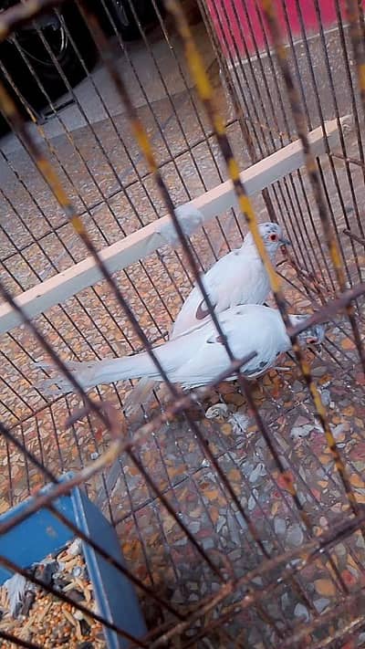 white diamond dove