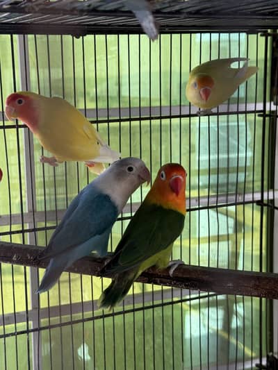 Confirm breeder setup for sale