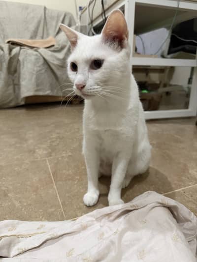 [Islamabad Only] Friendly Indoor Female Cat: Spayed - Dewormed