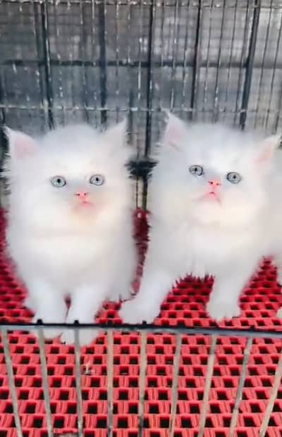Persian cat triple kot,for sale,my WhatsApp 03481292582