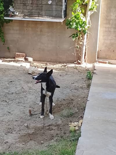 Very friendly dog