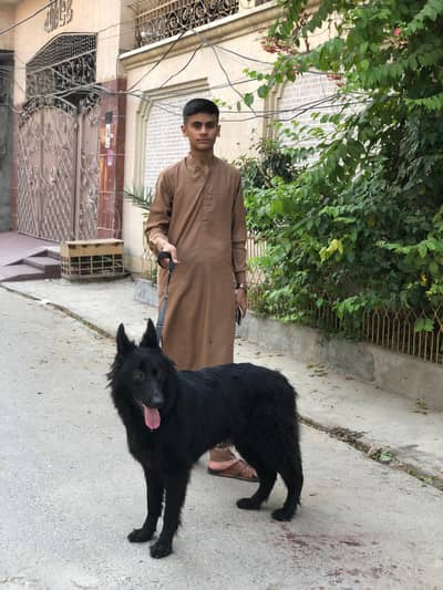 fully vaccinated German shepherd female dog