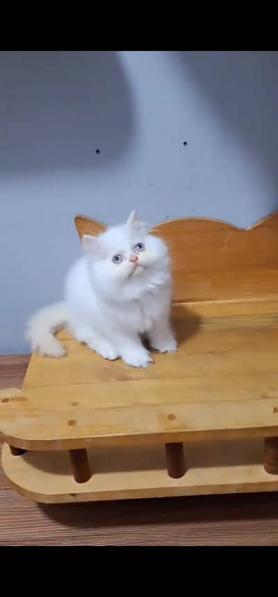 Quality Persian Punch face cat & kitten is03477878702Whatsapp