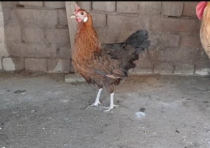 Golden misri