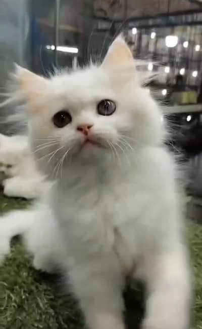 Persian cat triple kot,for sale,my WhatsApp 03481292582