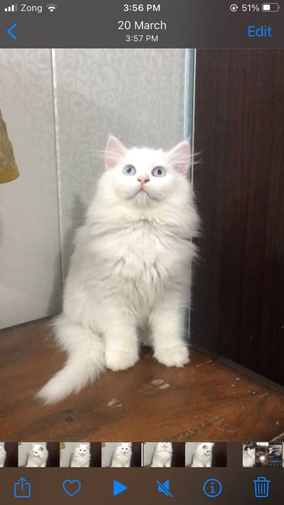 Beautiful persion cat for sale