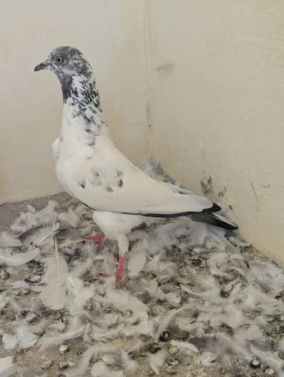 heigh Fly pigeon for sale