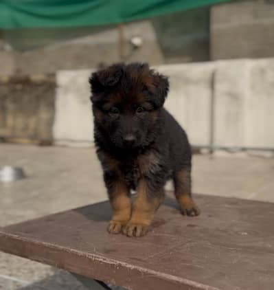 black mask pink Pedigree long coat German Shepherd puppy